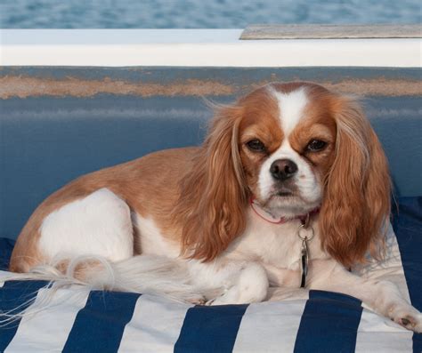 Best Dog Breeds for Boaters - Boat Boat Go