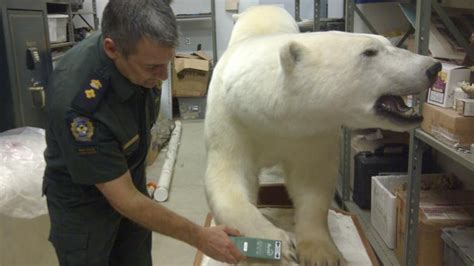 Quebec man, company convicted in illegal polar bear trade | CBC News