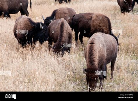 Buffalo ,Bison Herds,on Western Loop,Grazing on Yellowstone River ...