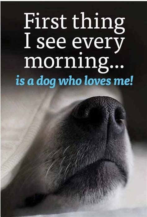 Good morning! | Dog quotes love, Dog quotes, Dog love