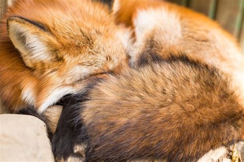 Premium Photo | Sleeping red fox