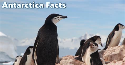 Antarctica Facts For Kids, With Pictures, Information & Video