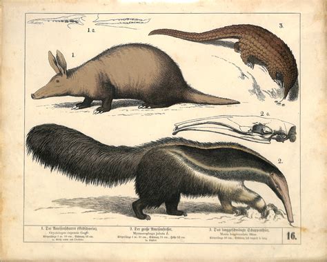 SOLD Aardvark, Pangolin & Anteater, Luben, 1858