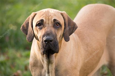 Female of Fila Brasileiro (Brazilian Mastiff) — Stock Photo © artush ...