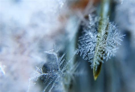 FROST: What is Frost | How Frost is Formed | Types of Frost | Which ...