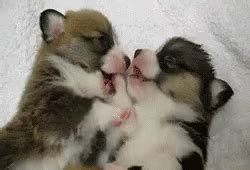 Puppy Love GIF - Puppylove Puppy Love - Discover & Share GIFs