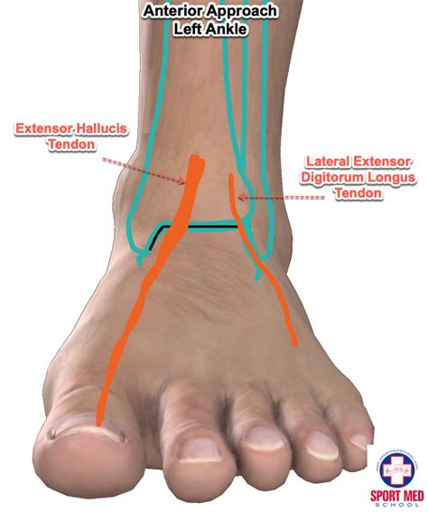 Anatomy Of The Ankle Ankle Anatomical Structures Anatomical Structures - Photos