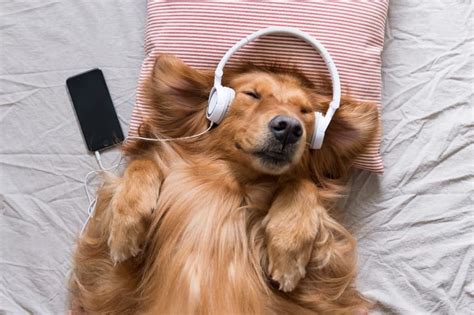 Calming Music For Dogs: Soothing Sounds to Relax Your Dog