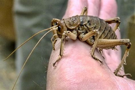 All About The Giant Weta | A Moment of Science - Indiana Public Media