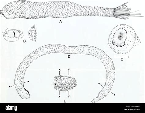 Aplacophora hi-res stock photography and images - Alamy