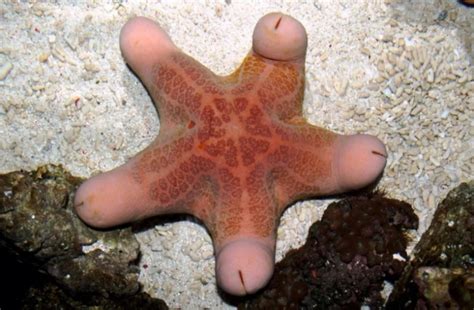 What do Starfish eat? - The Aquarium Guide