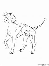 Whippet Coloring Pages At GetColoringscom  Free Printable Colorings sketch template