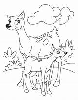 Fawn With deer coloring Pages  Download Free sketch template