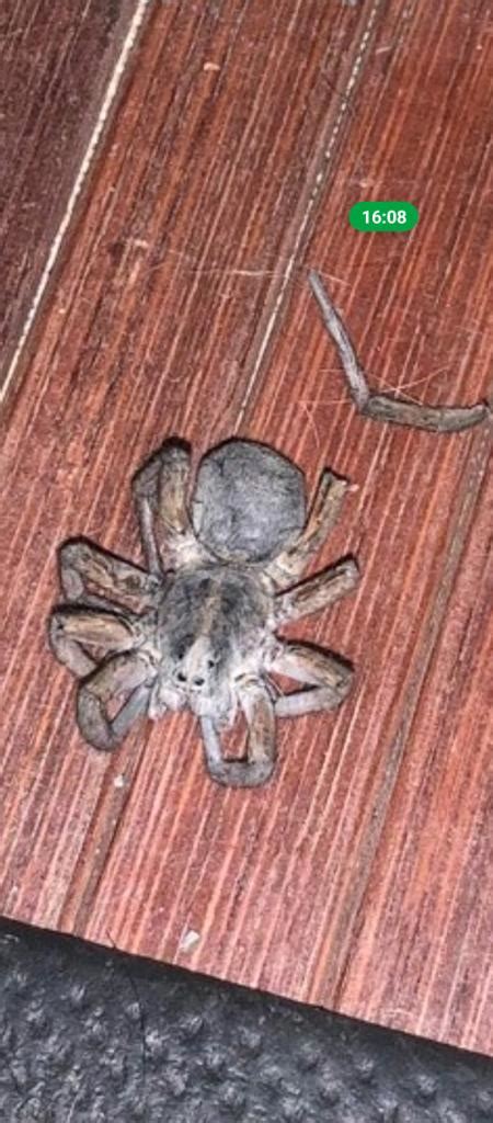 Help with a spider (identification) killed supposedly by a house cat in ...