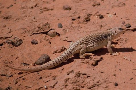 Desert Iguana – Facts, Size, Habitat, Pictures