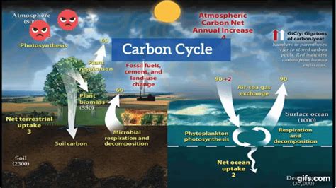 Explain the Carbon Cycle animated gif