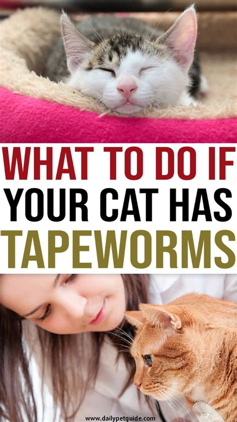 How To Get Rid of Tapeworms In Cats in Simple Steps | Cats, Pets, How to get rid