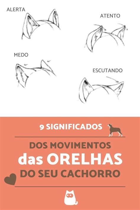 9 significados dos movimentos das ORELHAS dos CACHORROS | Cachorro ...