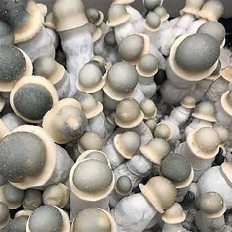 Magic Mushroom Spores For Sale | High Quality Psilocybin Spores | Sacred Mushroom Spores