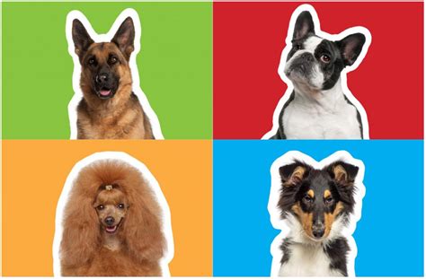 DISC Profiles for Dog Owners - DISC Personality Testing Blog