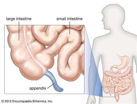 Appendix | Definition, Location, Function, & Facts | Britannica