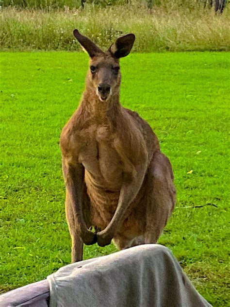 Kangaroo Native Australia - Free photo on Pixabay - Pixabay