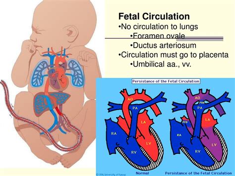 PPT - Fetal Circulation PowerPoint Presentation, free download - ID:3863529