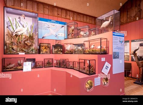 The Natural History Gallery at Haslemere Educational Museum, Surrey, UK. Exhibit of stuffed ...