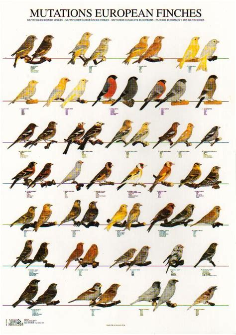 European finches | Canary birds, Finches bird, Pet birds