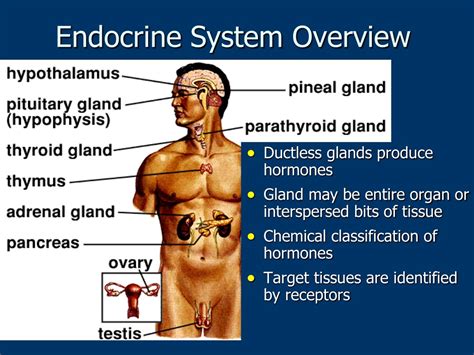PPT - Lecture on Endocrine System Overview PowerPoint Presentation, free download - ID:304018