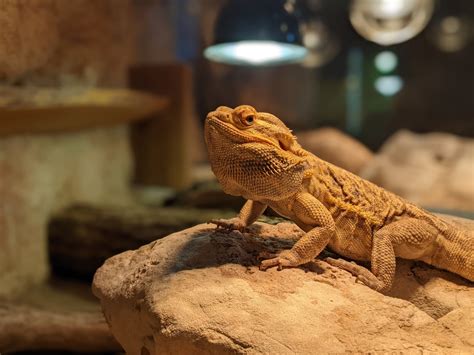 The Best Bearded Dragon Accessories - Dogtime