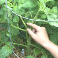 Videos | Backyard vegetable gardens, Tomato garden, Vegtable garden