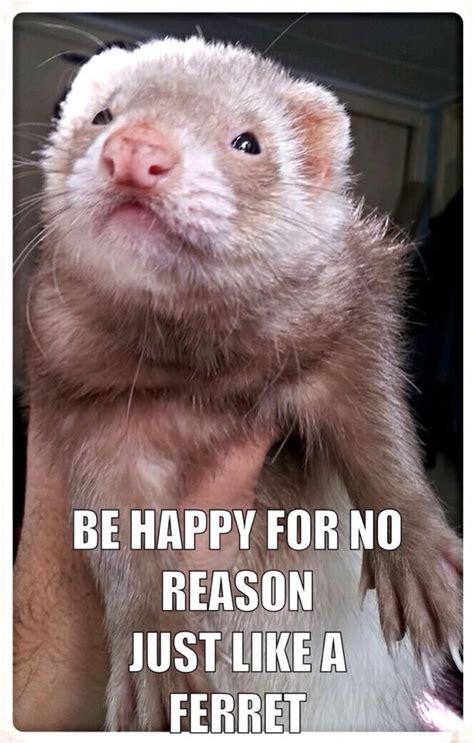 Funny Ferret Quotes - ShortQuotes.cc