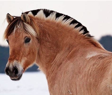 I've never seen the mane roached like this before. | Fjord horse ...