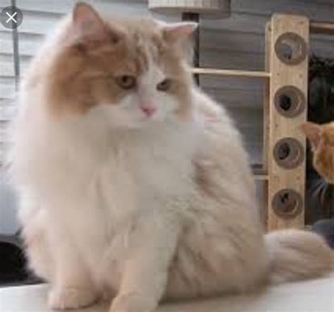 Any one know what breed this cat is? Cat is DD from CreamHeroes : r/cats