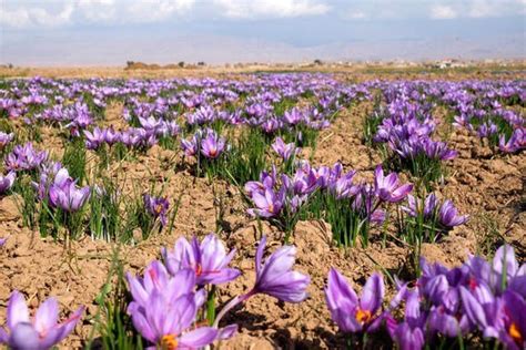 Commercialization of Saffron Harvesting Machine