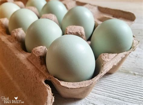 What Makes Blue Eggs Blue? - Fresh Eggs Daily® with Lisa Steele