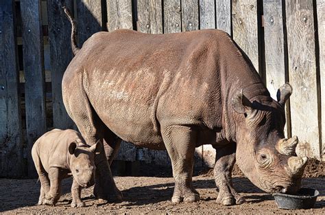 The New Baby Rhino At Cleveland Zoo - The Observation Deck