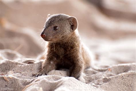 Dwarf mongoose - Africa Geographic