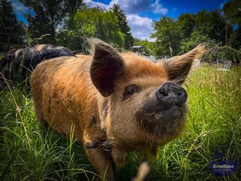 Common Misconceptions about KuneKune Pigs: Facts!