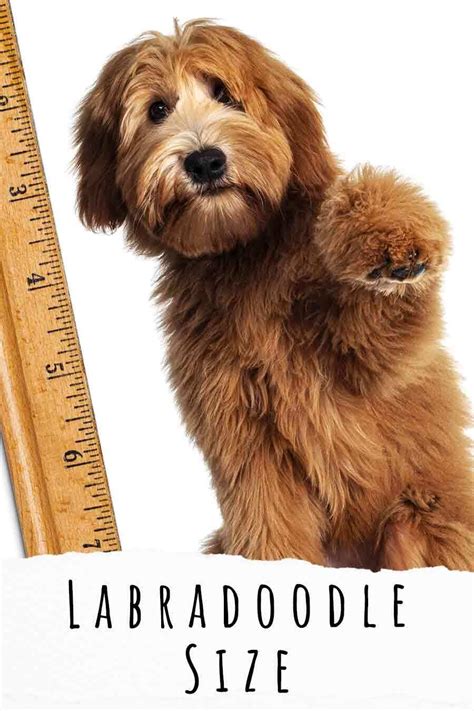 Labradoodle Size - Predicting Your Puppy's Height And Weight