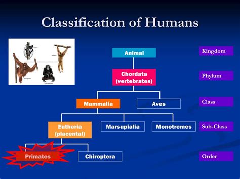 PPT - Hominin Evolution PowerPoint Presentation, free download - ID:4807813