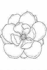 Magnolia Coloring Pages  Best For Kids sketch template