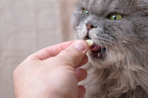 Can You Give Cats Benadryl? Benadryl for Cats Dosage