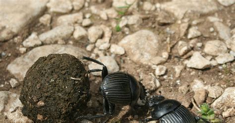 Fantastically Wrong: Why the Egyptians Worshiped Beetles That Eat Poop ...