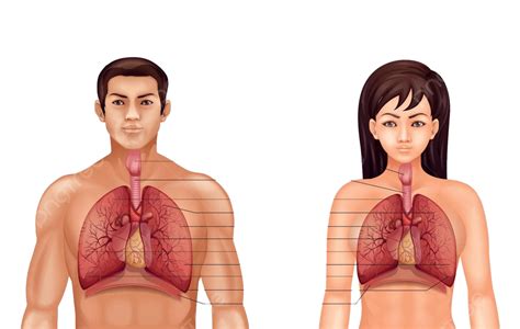 Human Respiratory System Medicine Cavity Model Vector, Medicine, Cavity, Model PNG and Vector ...