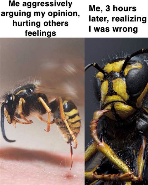 Wasp memes? Wasp memes : r/dankmemes