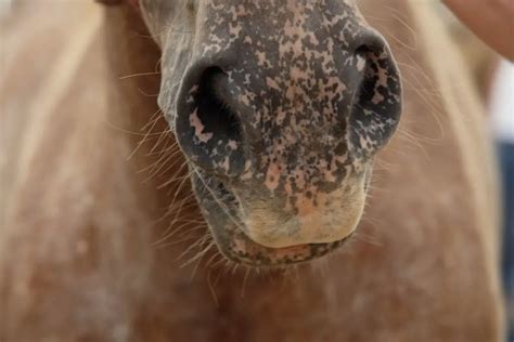 Vesicular Stomatitis In Horses - Best Horse Rider