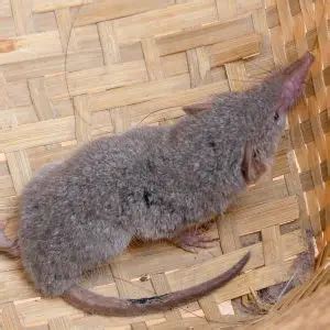 Asian House Shrew - Facts, Diet, Habitat & Pictures on Animalia.bio