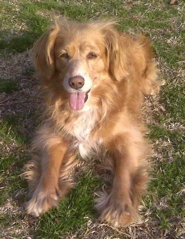 Cocker Spaniel Golden Retriever Mix Full Grown